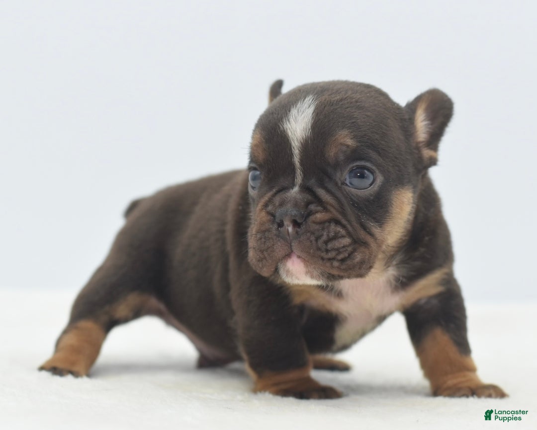 Mixed Breed dogs for sale: Kong micro bully hybrid  - Ad 9