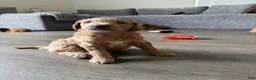 Goldendoodle dogs for sale: Duke - Ad 2