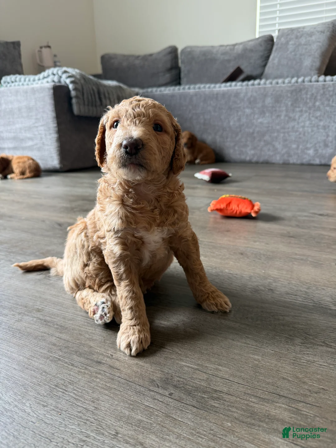 Goldendoodle dogs for sale: Duke - Ad 2