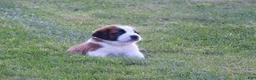Saint Bernard dogs for sale: Sparky - Ad 3