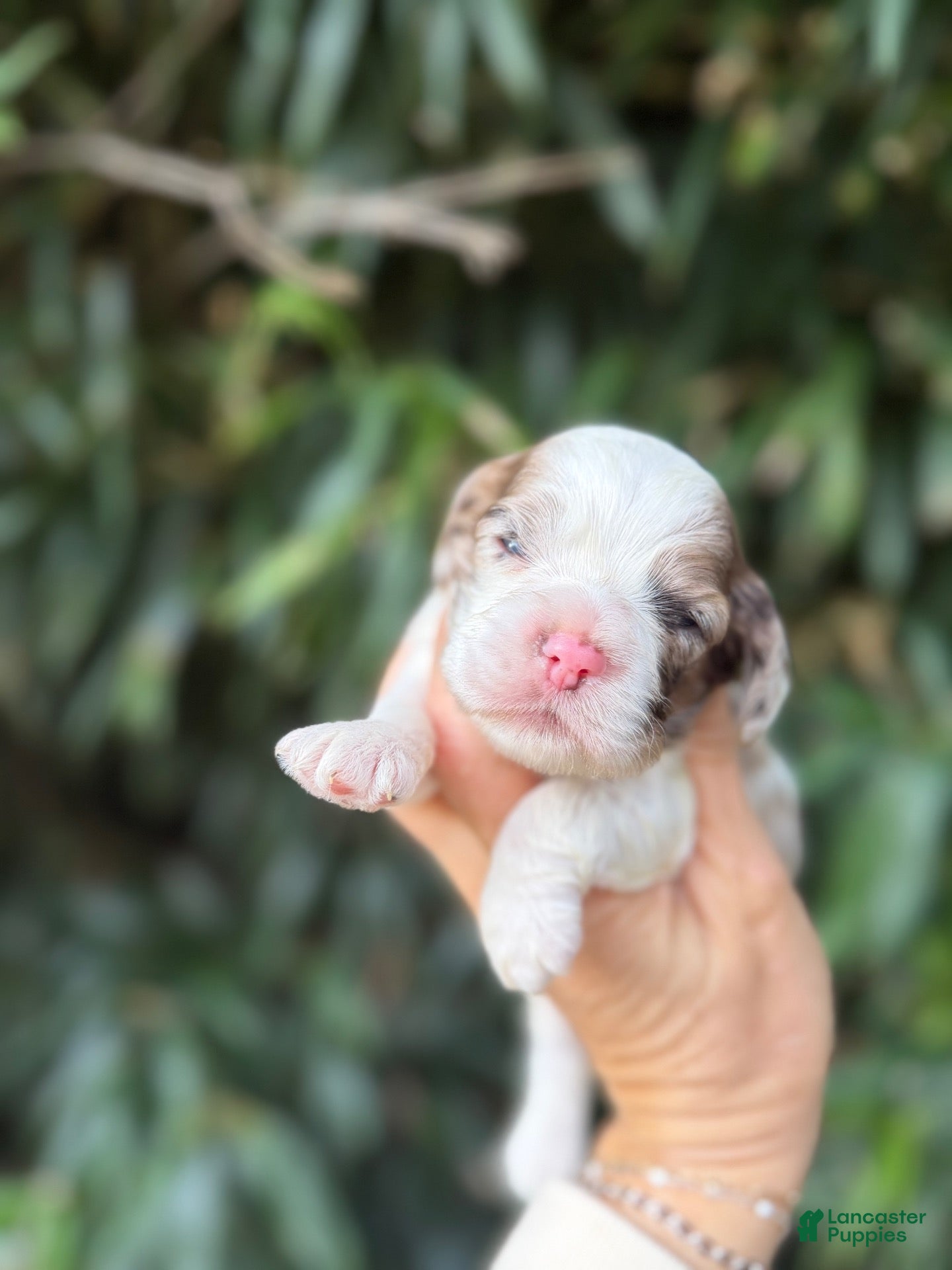 Cocker Spaniel dogs Cocker Spaniel 5 - Ad 40