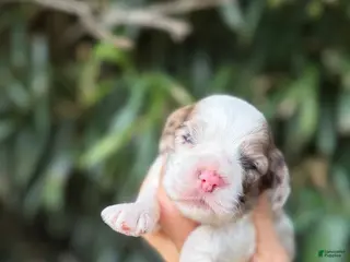 Cocker Spaniel dogs Cocker Spaniel 5 - Ad 19