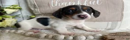 Miniature Dachshund dogs for sale: Layne - Ad 6