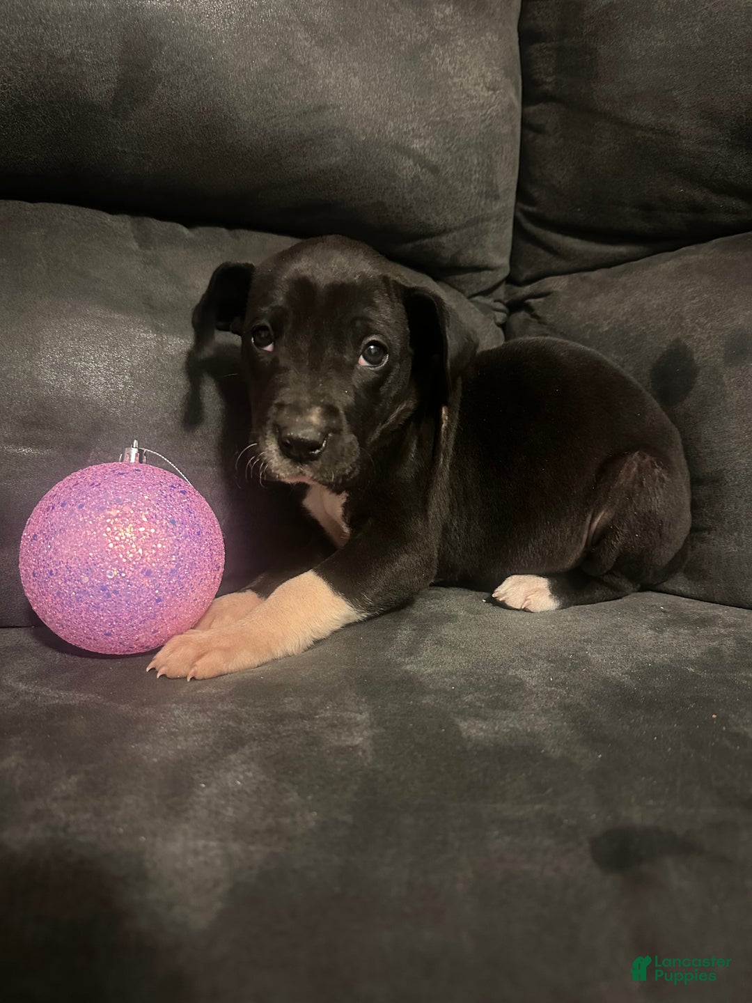 Great Dane dogs for sale: Great Dane Puppy 2 - Ad 5
