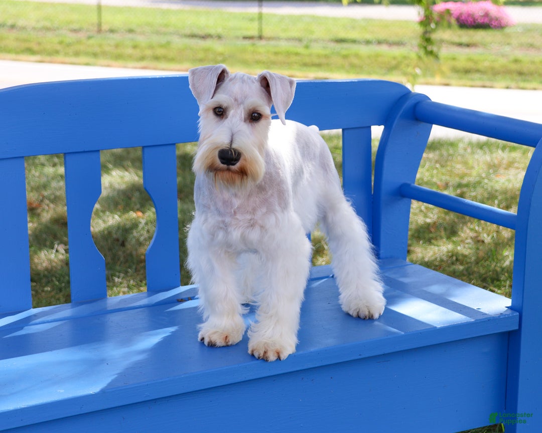 Miniature Schnauzer dogs for sale: Alex - Ad 3