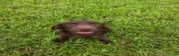 Labrador Retriever dogs for sale: Oscar - Ad 2