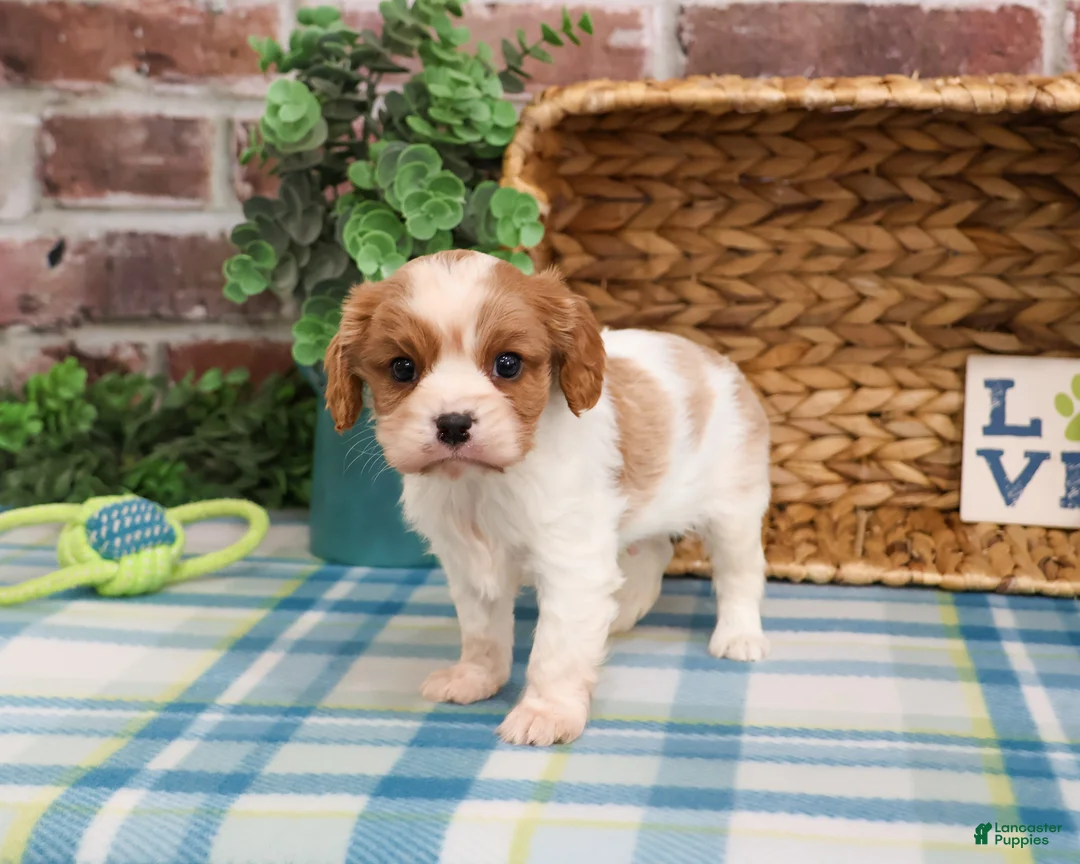 Cavalier King Charles Spaniel dogs for sale: Keanu  - Ad 1
