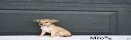 Chihuahua dogs for sale: Milo - Ad 3