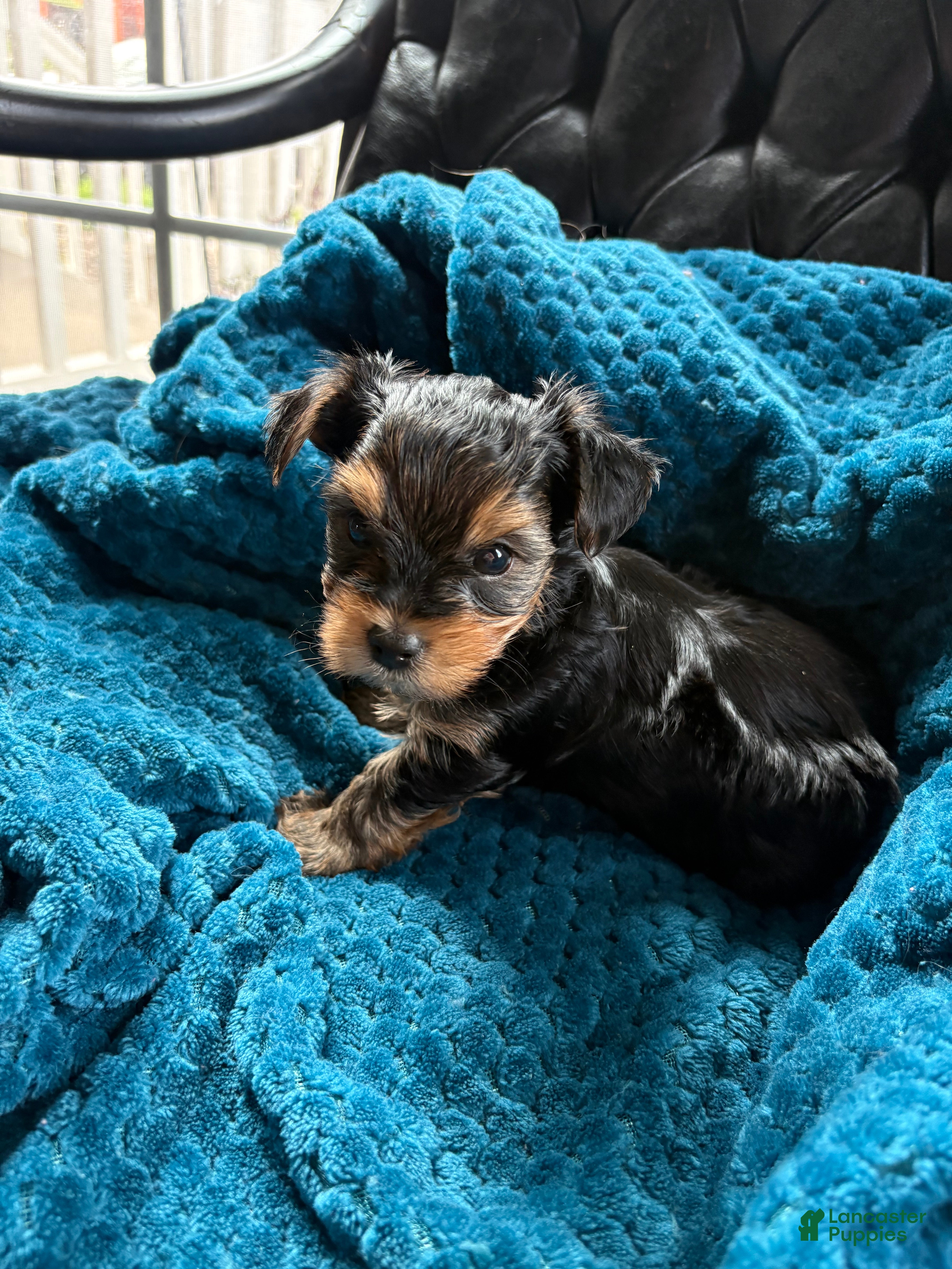 Yorkshire Terrier dogs for sale: Yorkshire Terrier Puppy 3 - Ad 3