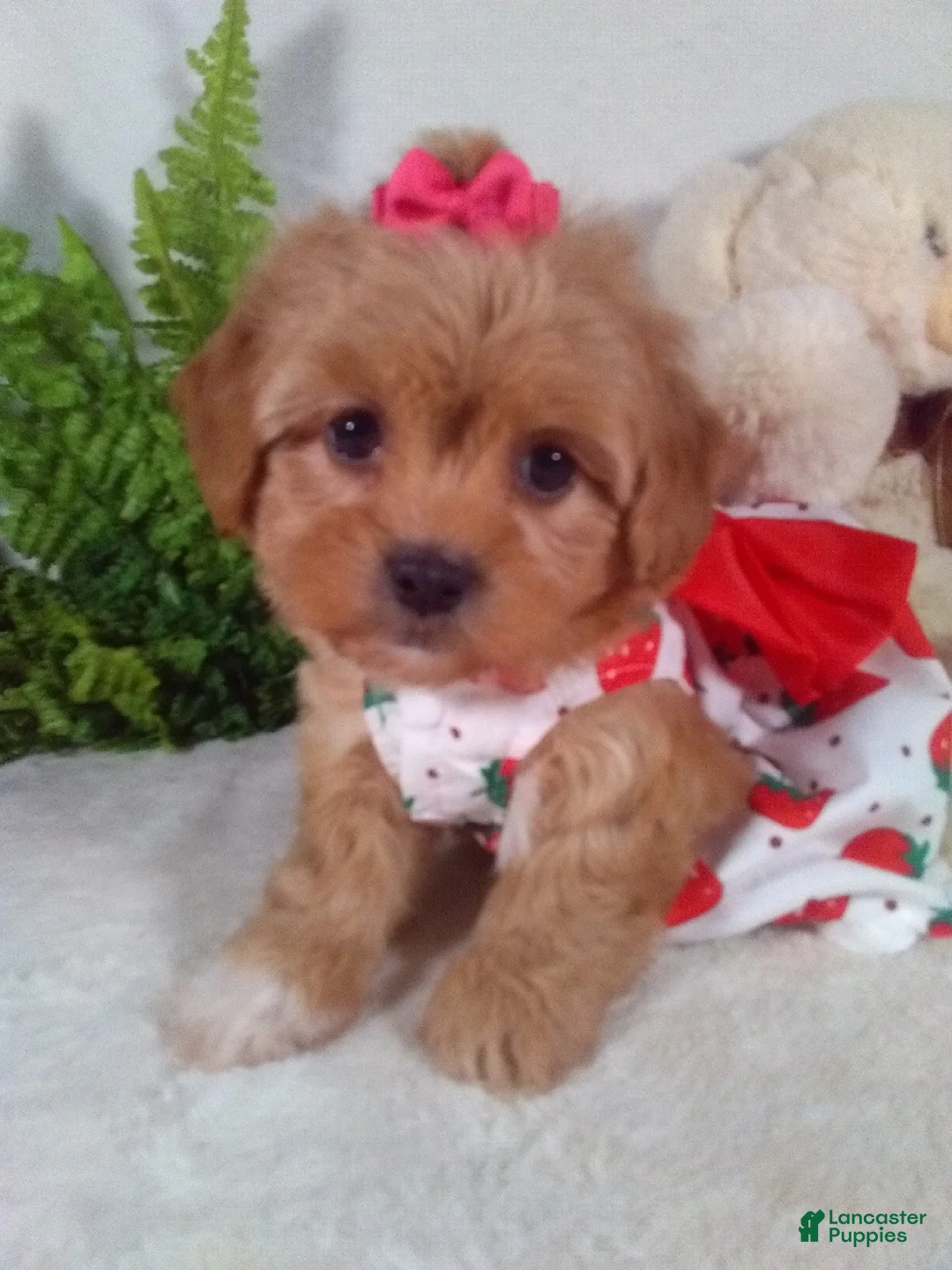 Shihpoo dogs for sale: Hazel - Ad 2