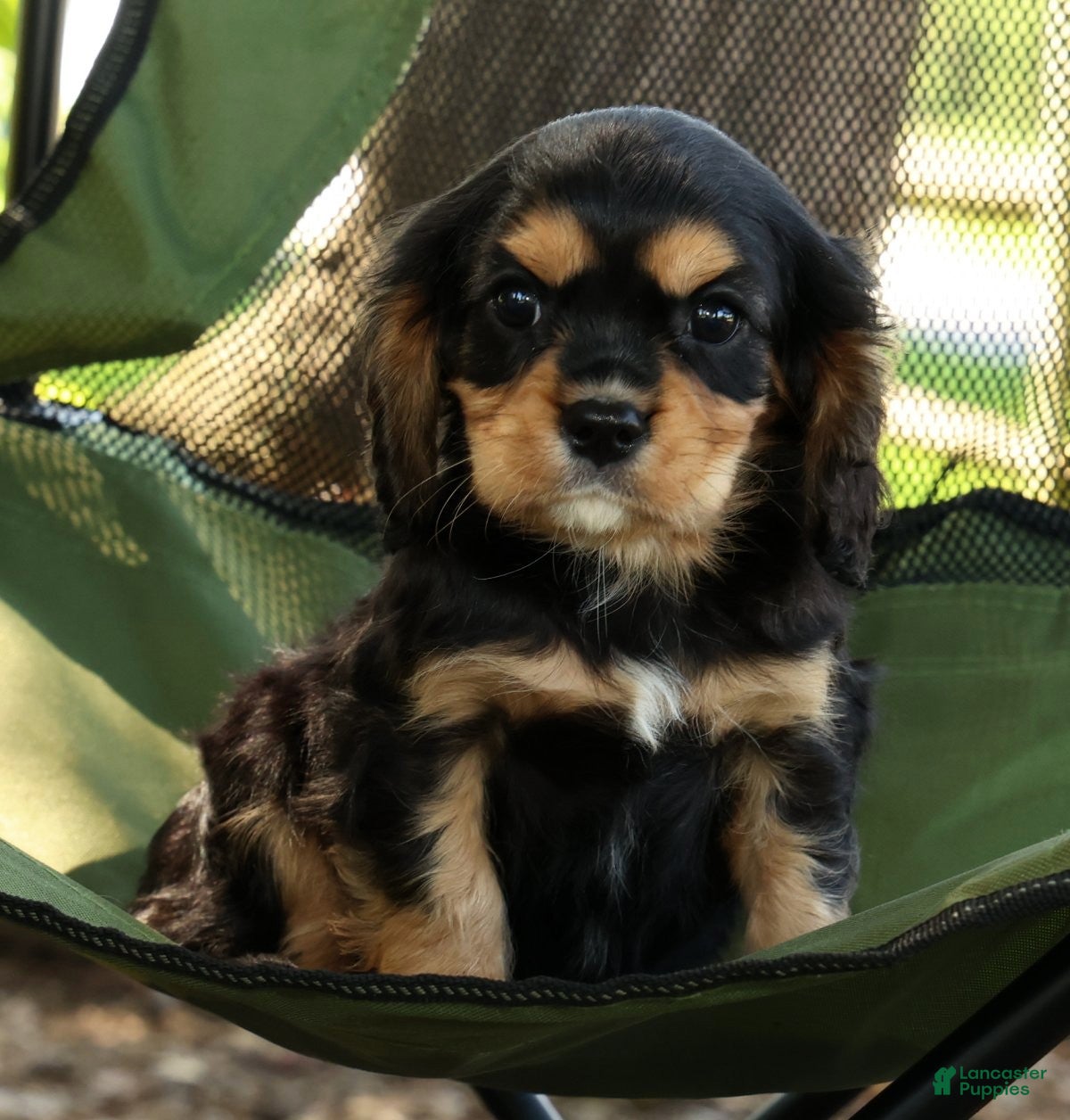 Cavalier King Charles Spaniel dogs for sale: Carson - Ad 2