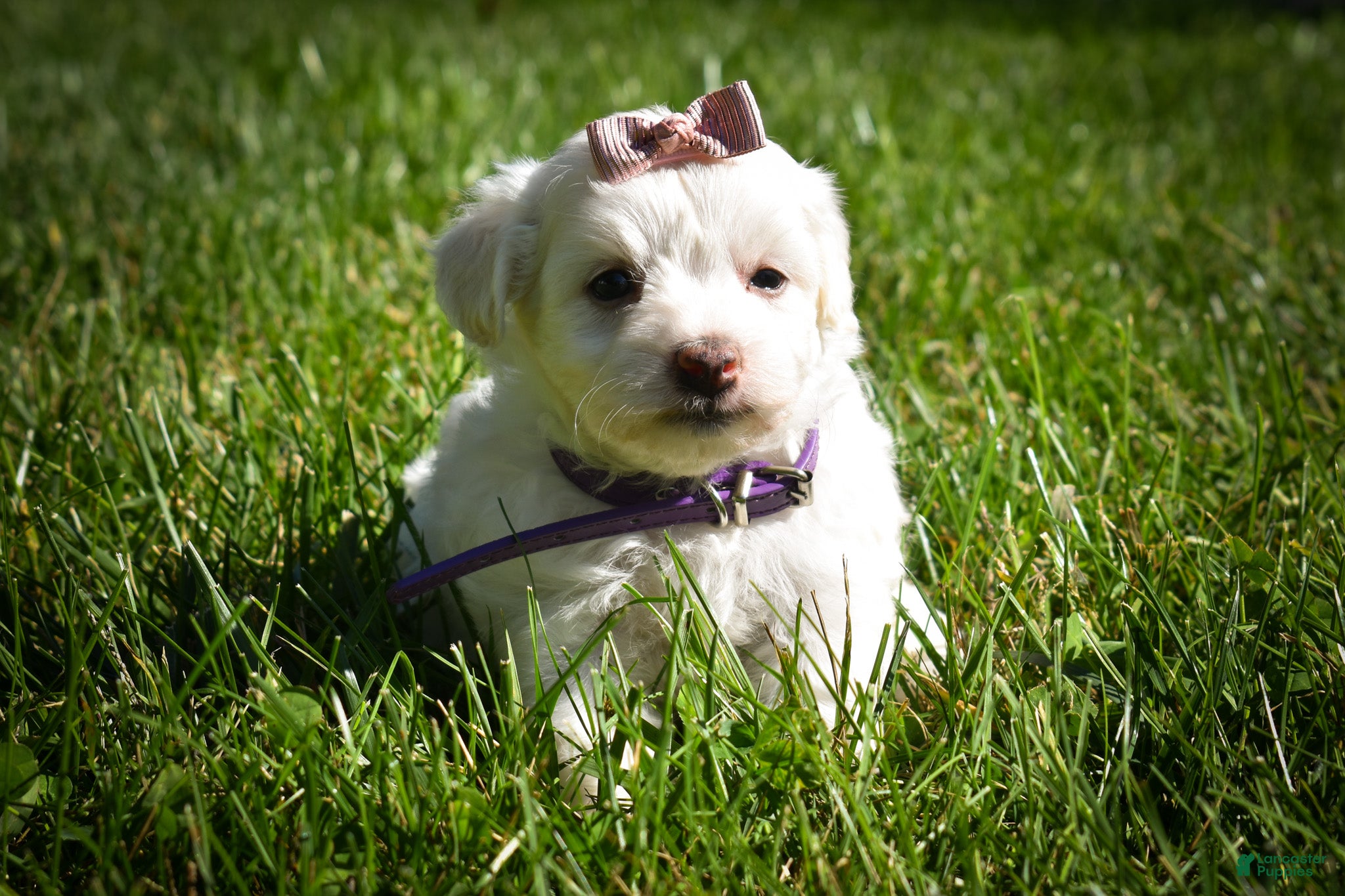 Maltese dogs Diamond🎀 - Ad 1