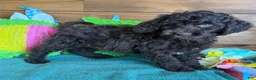 Mini Goldendoodle dogs for sale: Deano - Ad 3