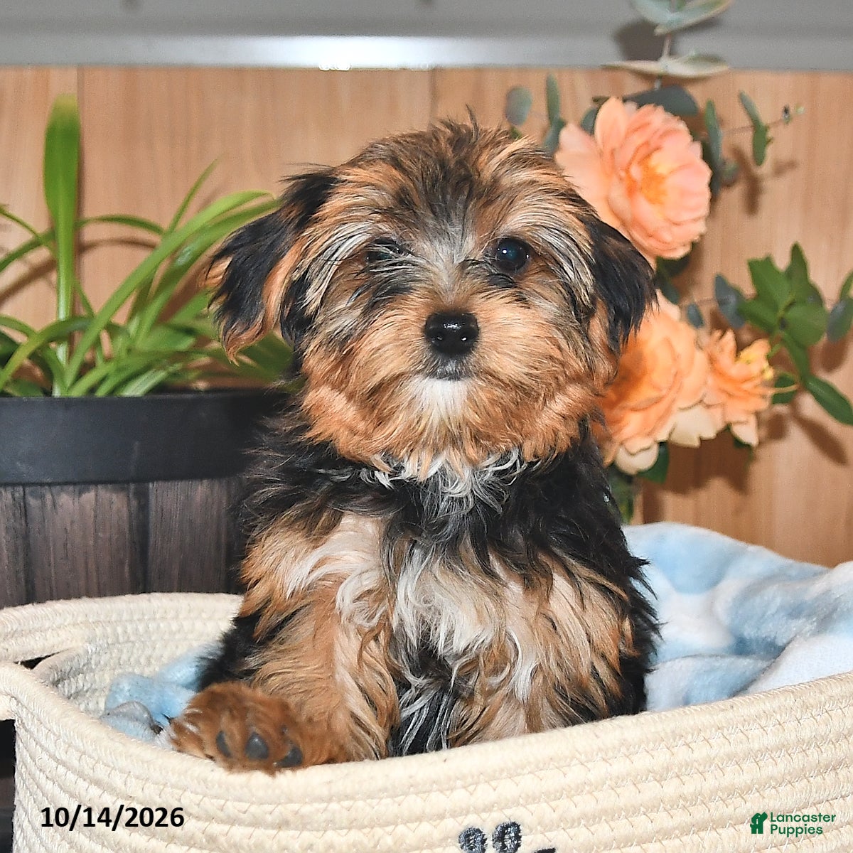 Mixed Breed dogs Arlen - Ad 1