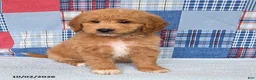 Mini Goldendoodle dogs for sale: Bowser - Ad 2