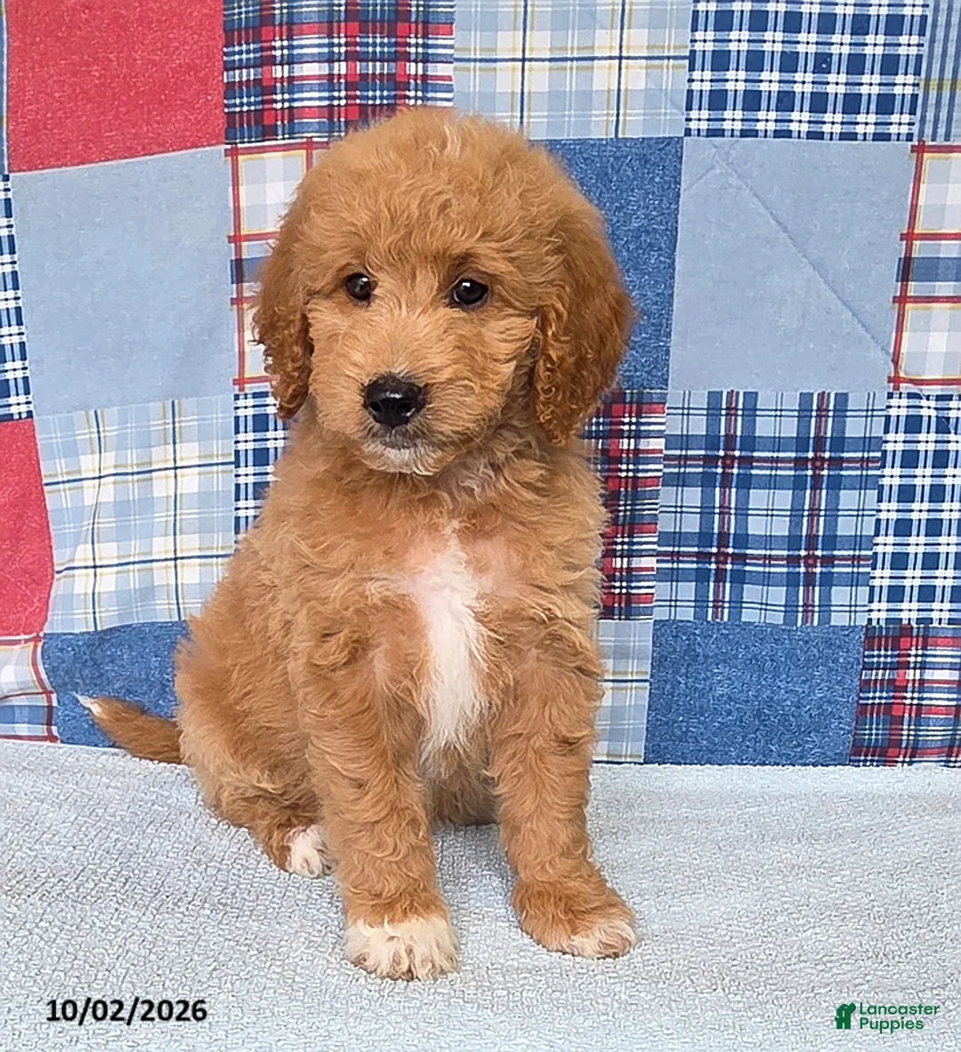 Mini Goldendoodle dogs for sale: Bowser - Ad 2
