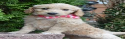 Mini Goldendoodle dogs for sale: Mini Gracie - Ad 19