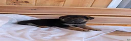 German Shepherd dogs for sale: 🐾CHARLIE 🐾 - Ad 2