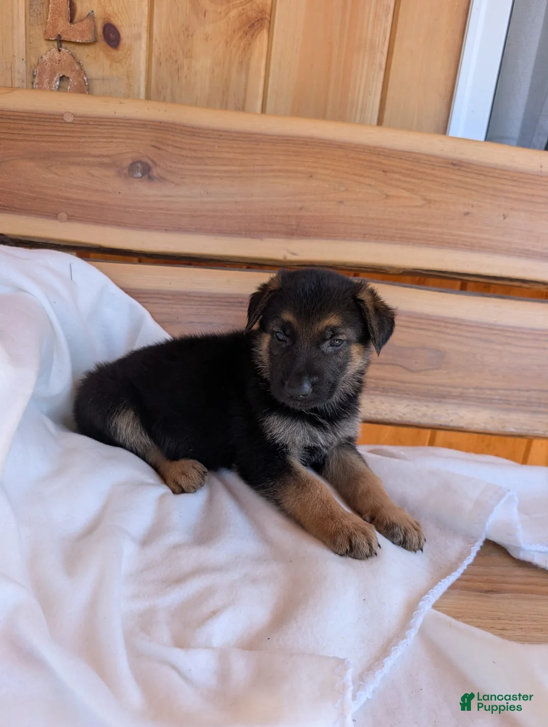 German Shepherd dogs for sale: 🐾CHARLIE 🐾 - Ad 2
