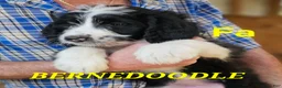 Bernedoodle dogs for sale: Bernedoodle  - Ad 14