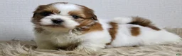 Shih Tzu dogs for sale: Niko - Ad 9