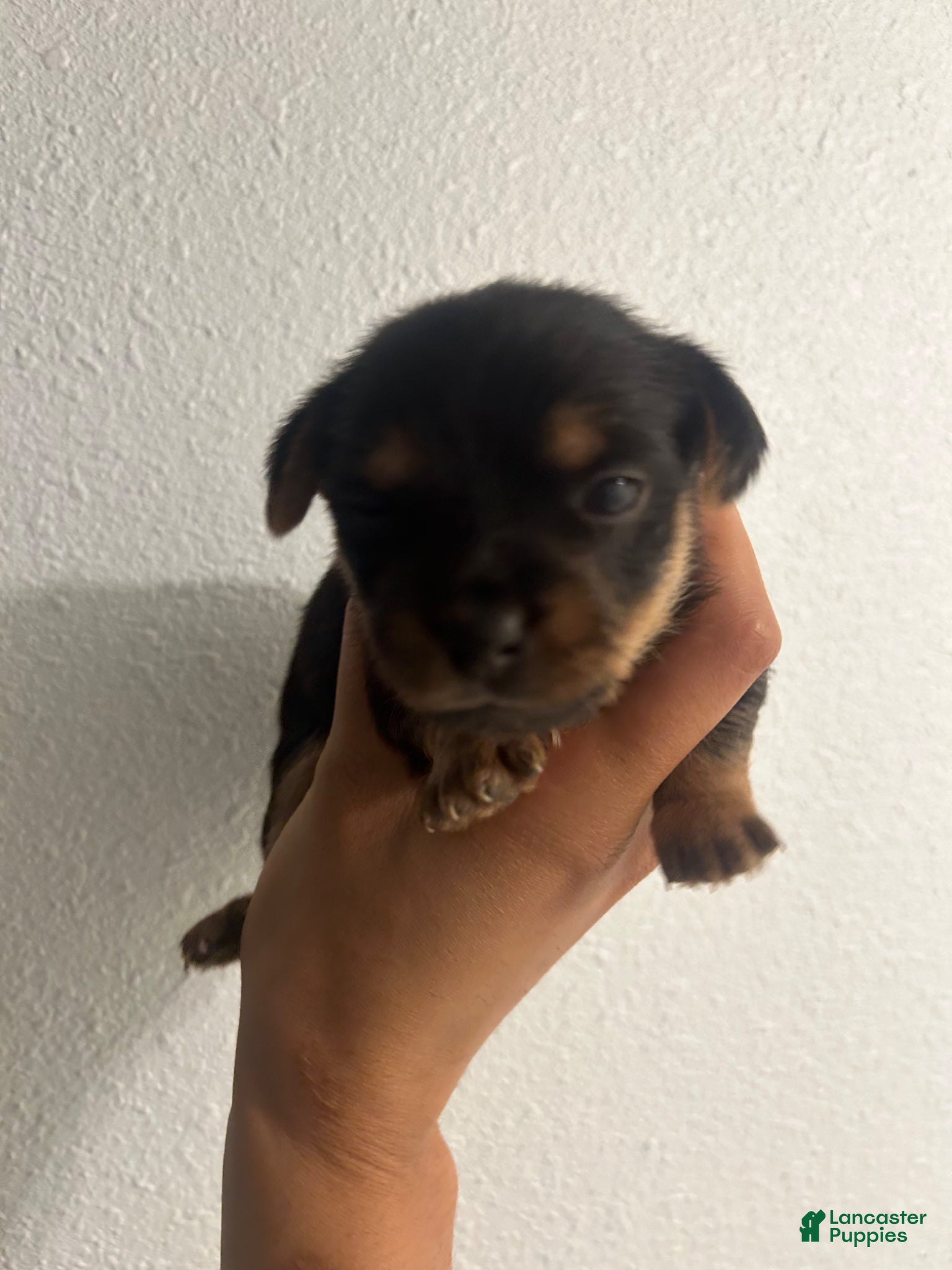 Chorkie dogs Chorkie Puppy 4 - Ad 1