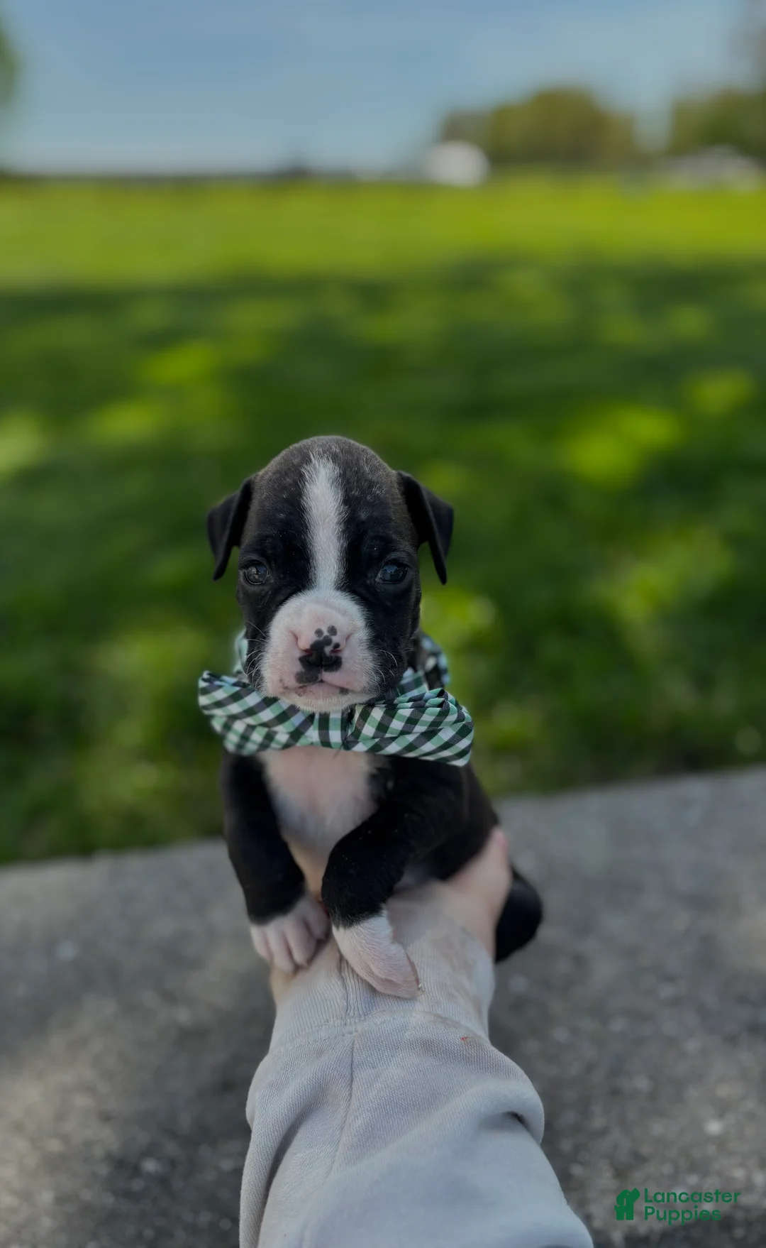 Boxer dogs for sale: Art - Ad 1