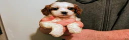 Cavalier King Charles Spaniel dogs for sale: Calvin - Ad 6