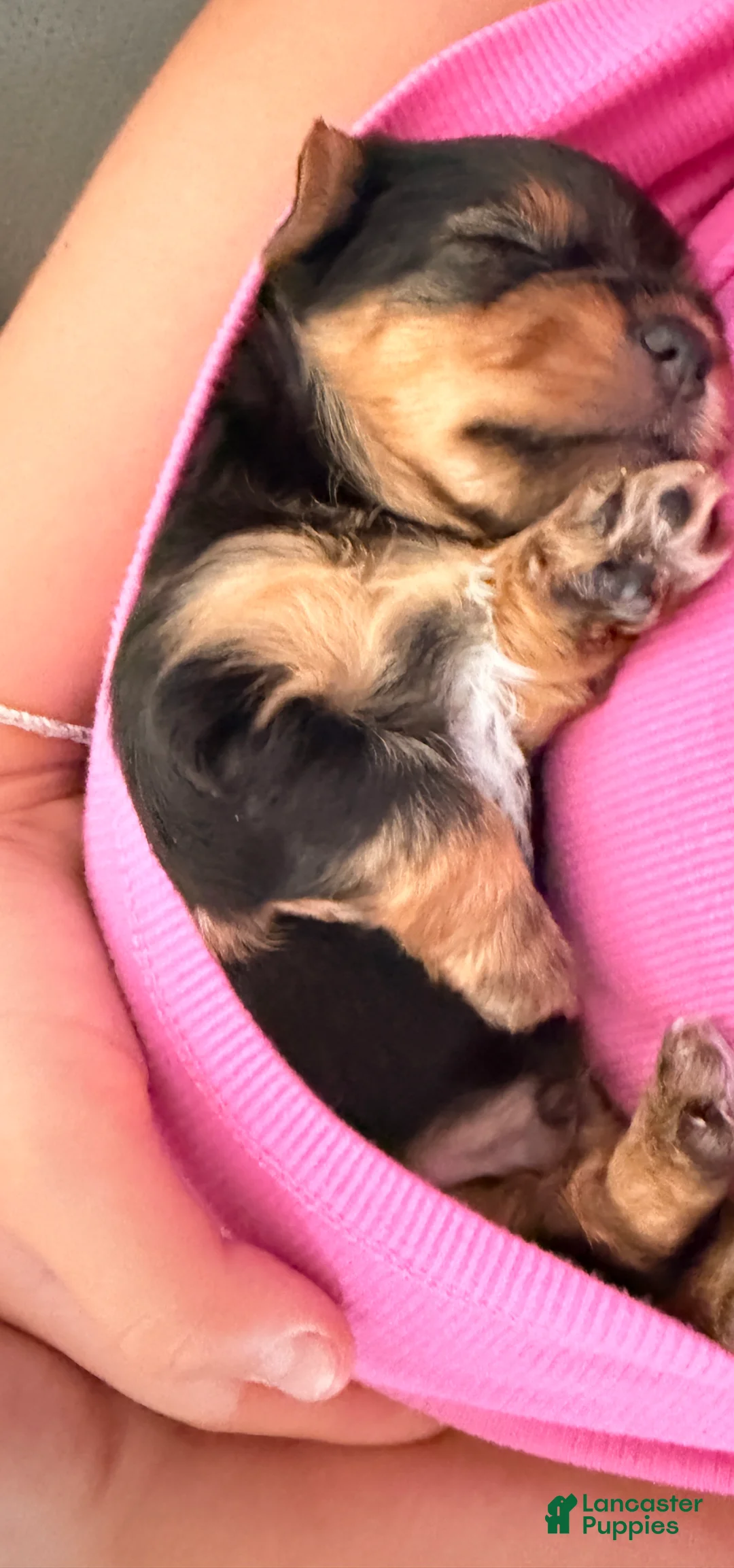 Yorkshire Terrier dogs for sale: Freddy the Tank - Ad 1
