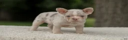 French Bulldog dogs for sale: Dora - Ad 10