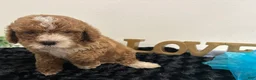 Mini Goldendoodle dogs for sale: Wyatt - Ad 3