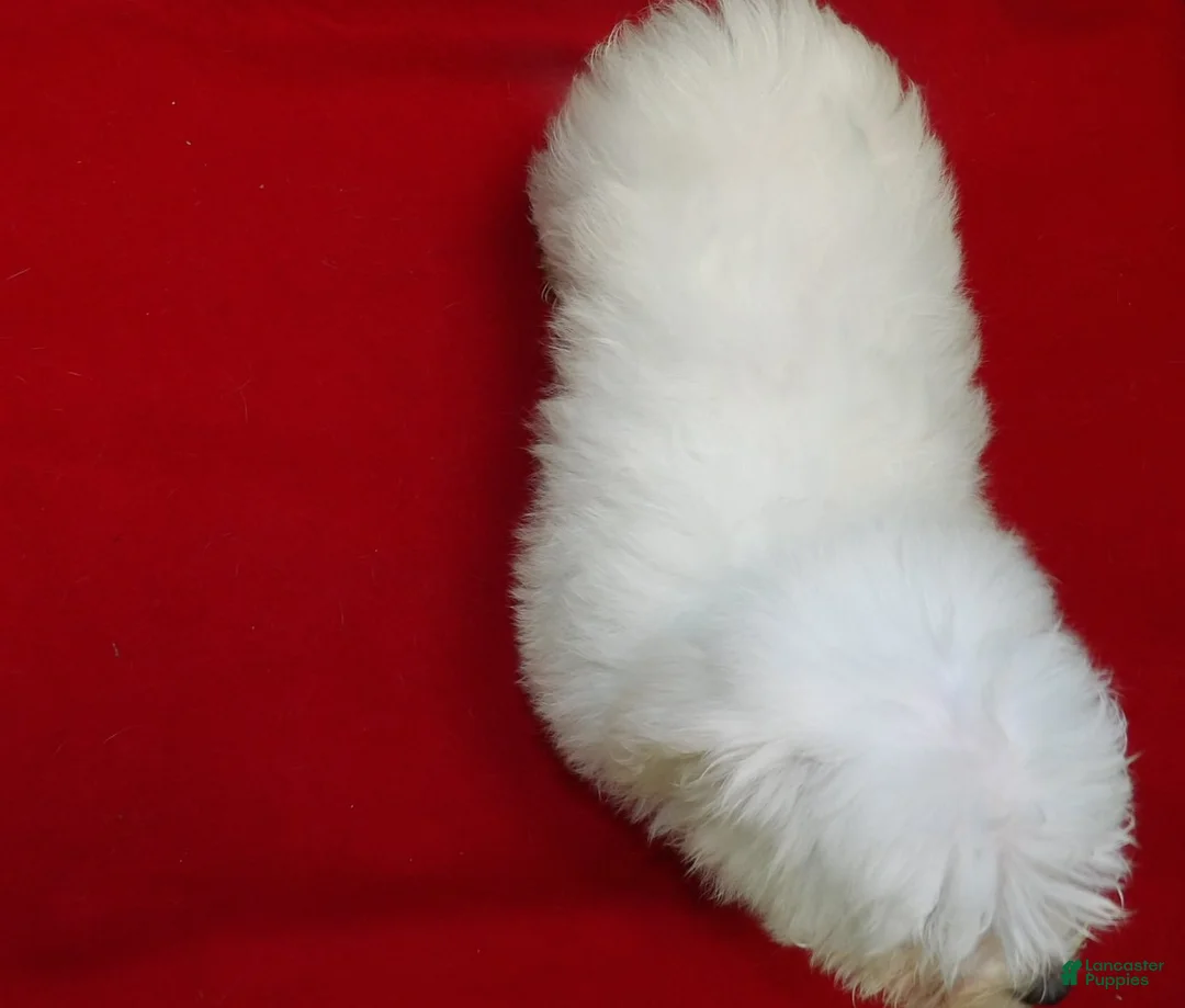 Maltese dogs for sale: Macho - Ad 2