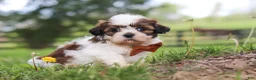 Shih Tzu dogs for sale: Oliver - Ad 6