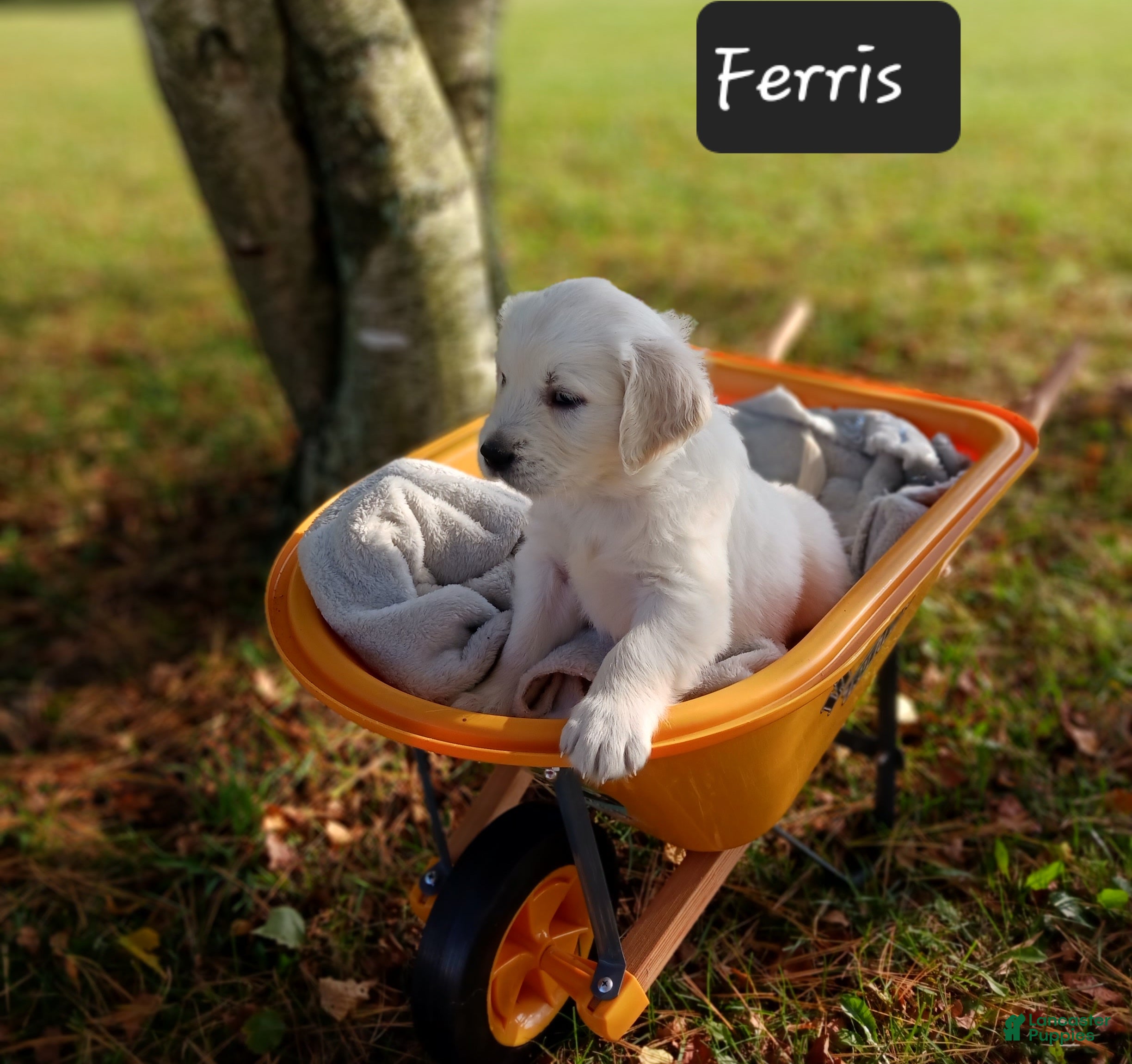 Golden Retriever dogs Ferris  - Ad 1