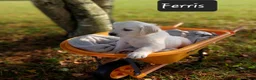 Golden Retriever dogs for sale: Ferris  - Ad 1