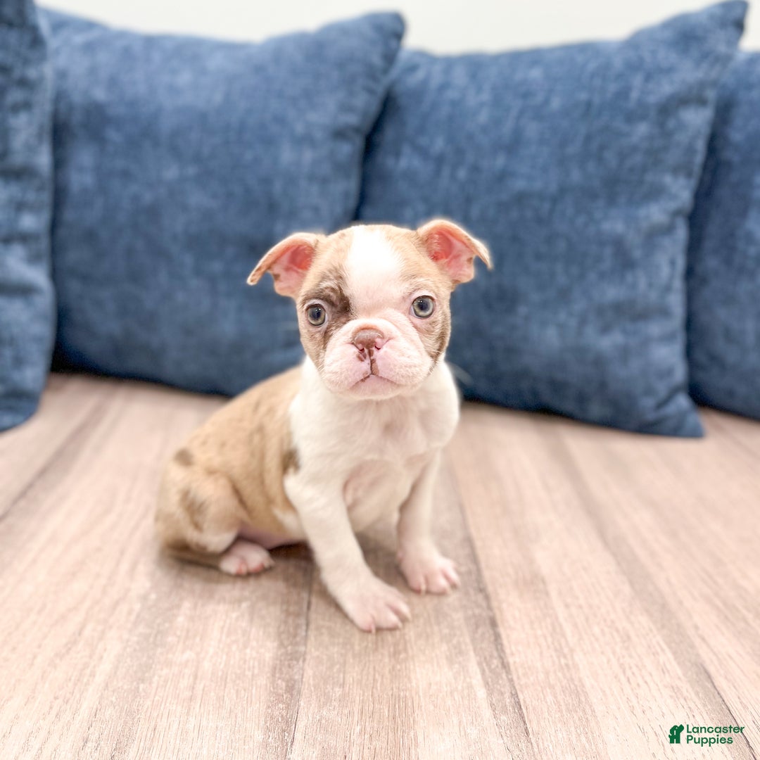 Boston Terrier dogs for sale: Grace - Ad 1