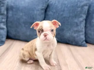 Boston Terrier dogs Grace - Ad 12