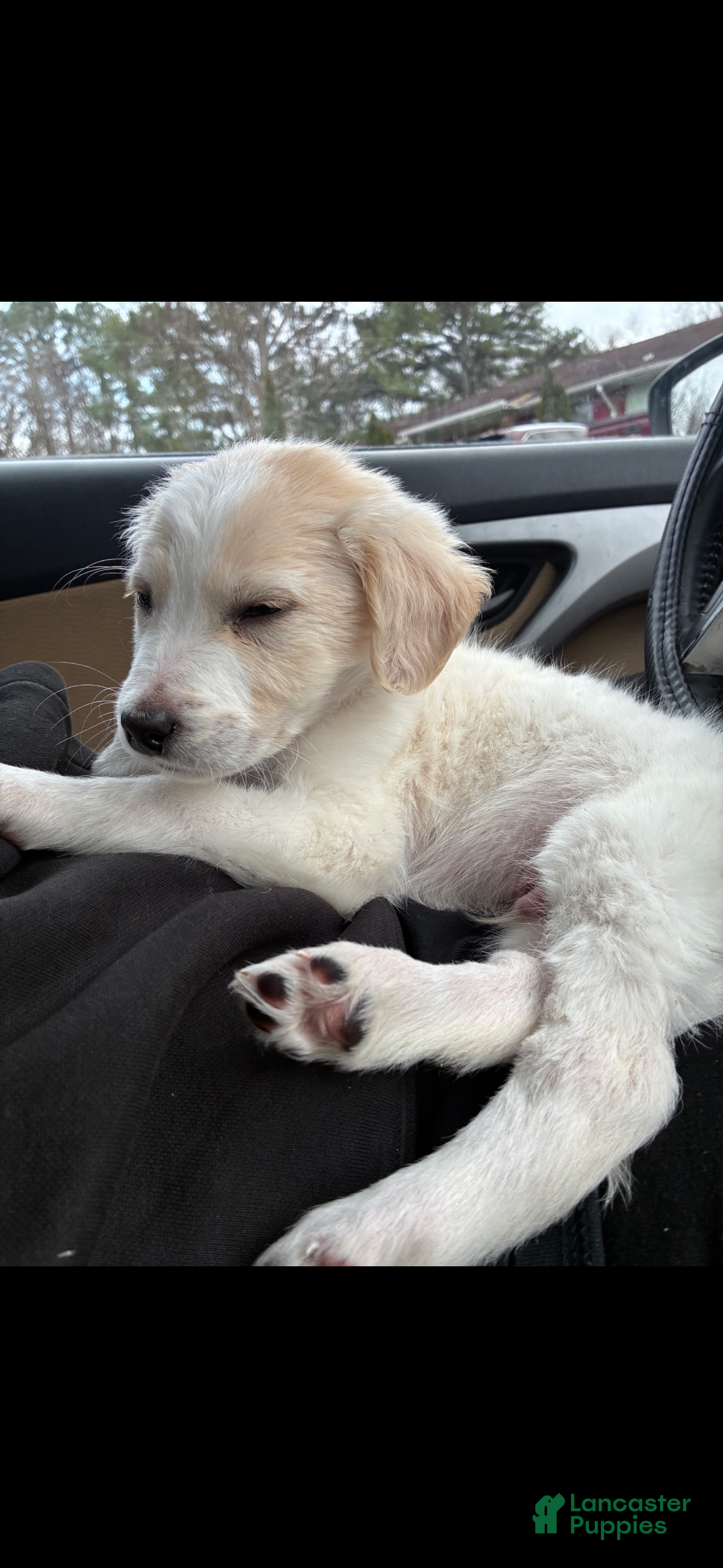 Mixed Breed dogs Coors - Ad 14