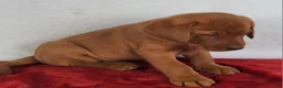 Labrador Retriever dogs for sale: Copper - Ad 7