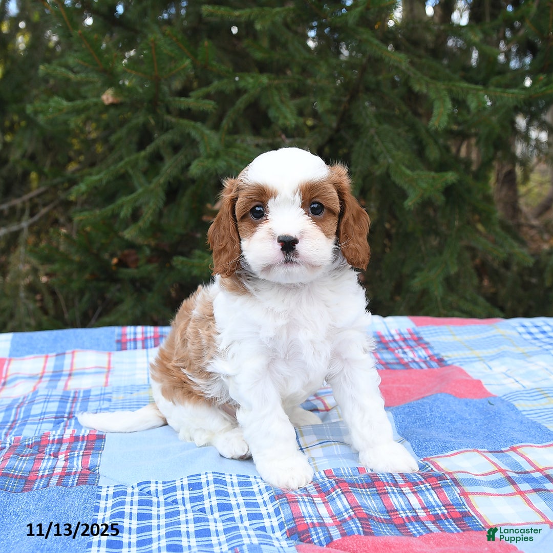 Cavapoo dogs for sale: Finley - Ad 1