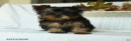 Yorkshire Terrier dogs for sale: Tojo - Ad 2
