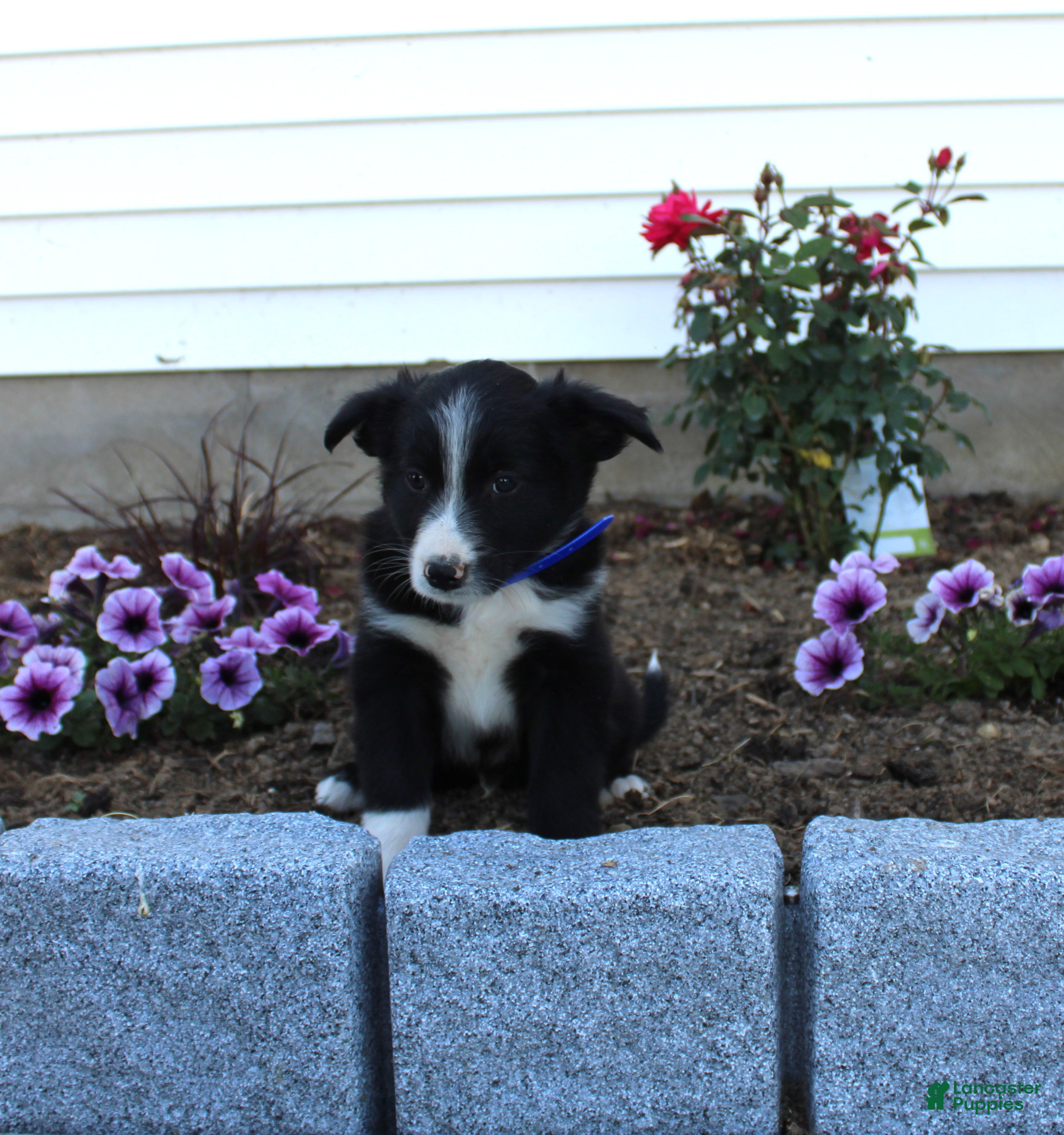 Australian Shepherd dogs Milo - Ad 36