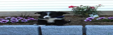 Milo
