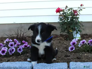 Australian Shepherd dogs Milo - Ad 36