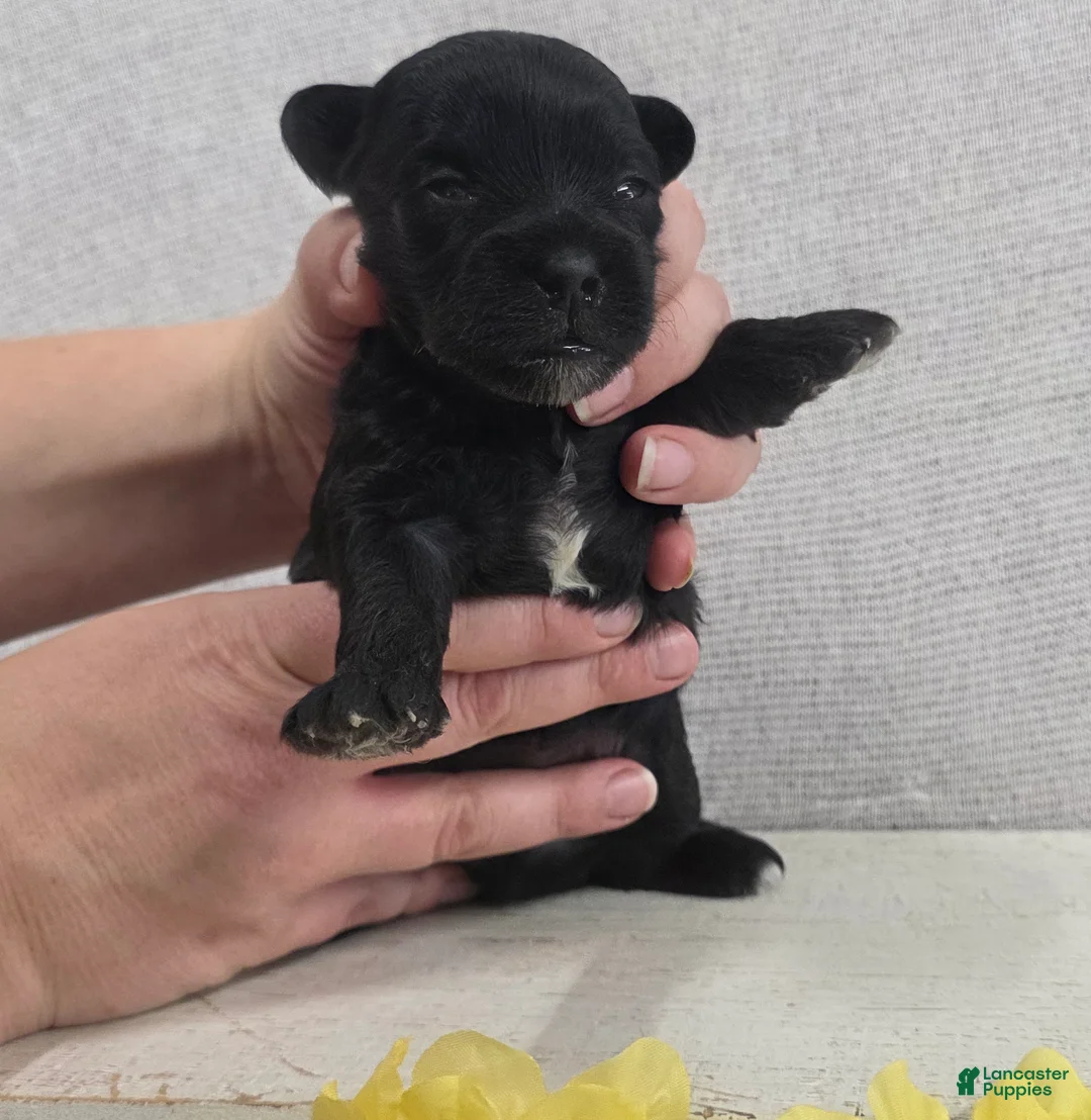 Shihpoo dogs for sale: Buddy - Ad 5