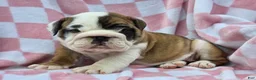English Bulldog dogs for sale: Mocha - Ad 1
