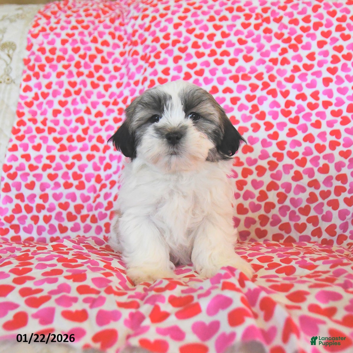 Teddy Bear dogs Regan - Ad 6