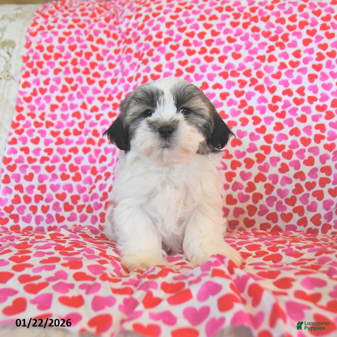 Teddy Bear dogs for sale: Regan - Ad 1