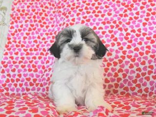 Teddy Bear dogs Regan - Ad 16