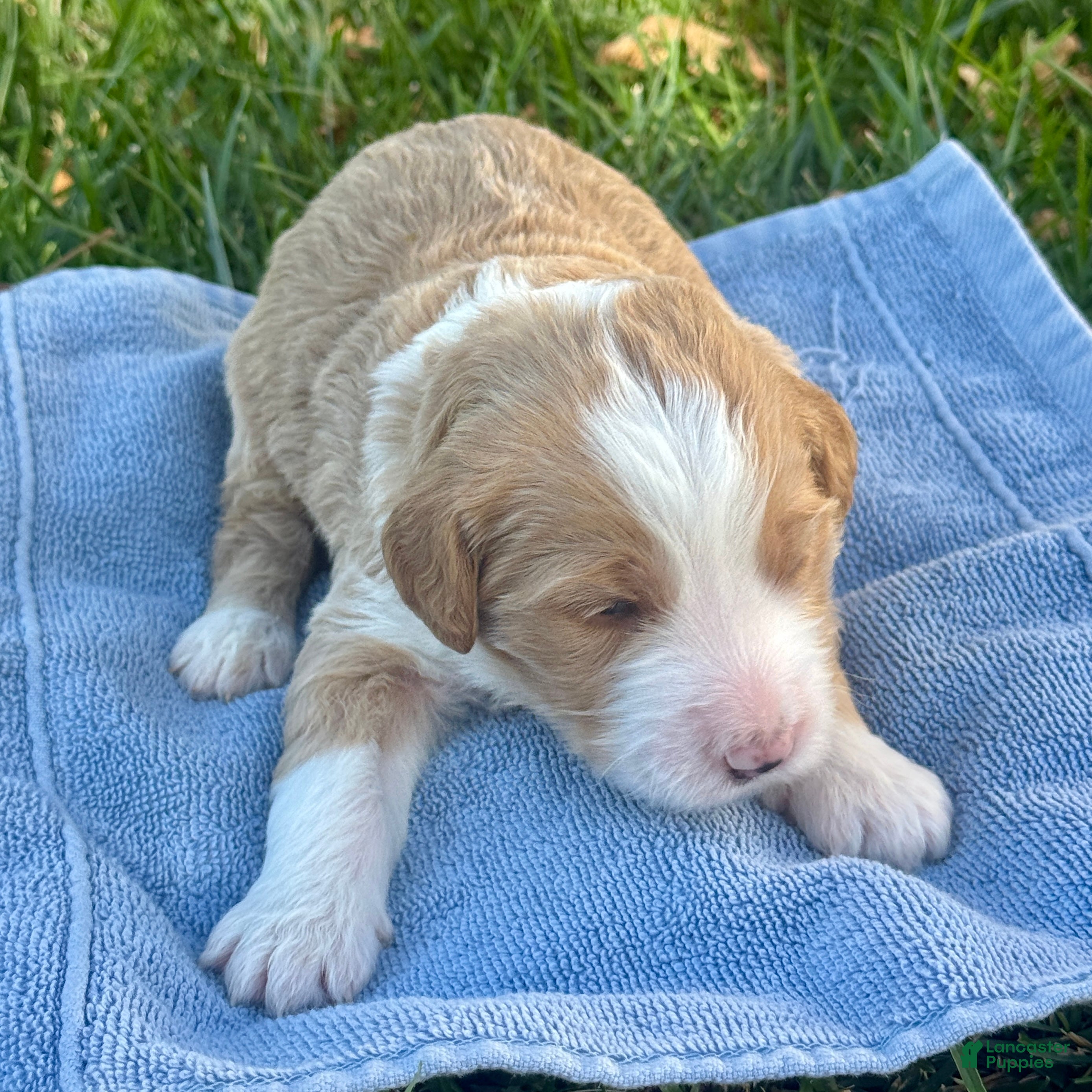 Bernedoodle dogs Chucky - Ad 2